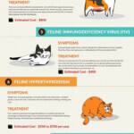 Understand The 10 Most Common Cat Diseases Katzenworld Cat Diseases