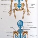 8 Beautiful The Skeletal System Worksheet Answer Coral Microbes