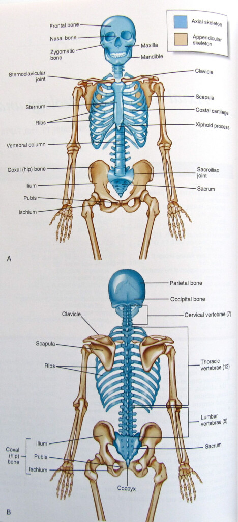 8 Beautiful The Skeletal System Worksheet Answer Coral Microbes