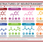 A Simple Guide To Neurotransmitters Compound Interest