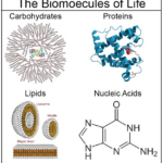 About The 4 Major Biomolecules With Images Teaching Biology