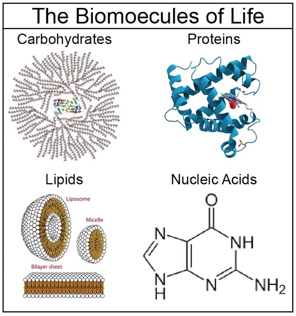 About The 4 Major Biomolecules With Images Teaching Biology 