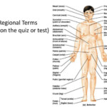 Anatomy Worksheets Printable For Medical Students