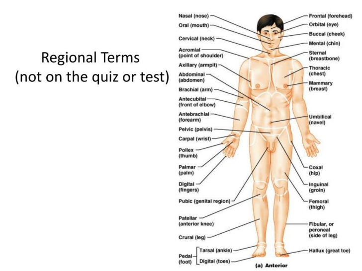 Anatomy Worksheets Printable For Medical Students