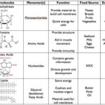 Biomolecules Chart Worksheets Macromolecules Macromolecules Biology