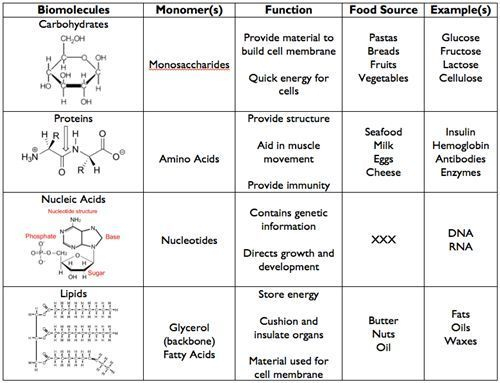 Biomolecules Chart Worksheets Macromolecules Macromolecules Biology 