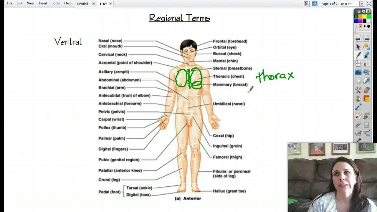 Body Regions Anatomy Koibana info Anatomy Human Anatomy Anatomy 