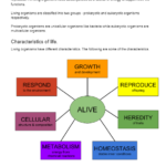 Characteristics Of Life Worksheet Answers Scientific Worksheets