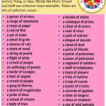 Collective Nouns Activity For 2 Types Of Nouns Proper Common
