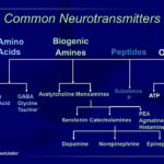 Common Neurotransmitters And Their Classifications Neurotransmitters