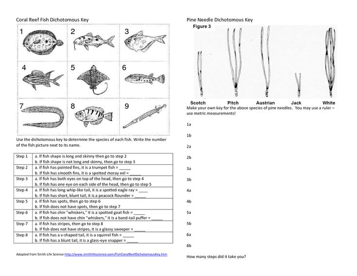 Coral Reef Fish Dichotomous Key Dichotomous Key Taxonomy Worksheet 