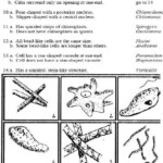 Dichotomous Key Practice Worksheet Answers Worksheets Are A Very