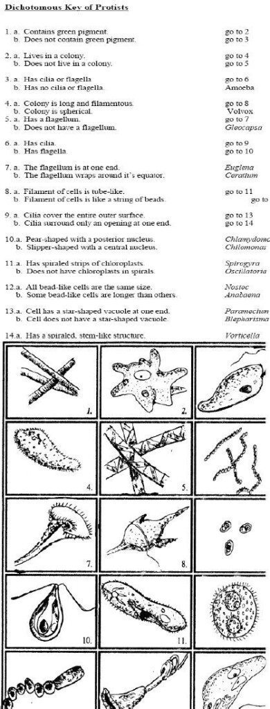 Dichotomous Key Practice Worksheet Answers Worksheets Are A Very 