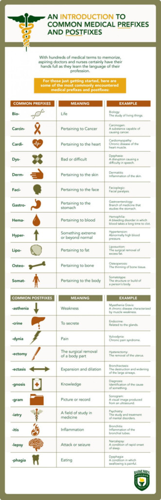 Introduction To Common Medical Prefixes And Postfixes Visual ly In 