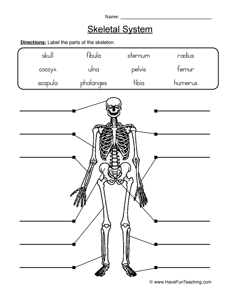 Label Skeletal System Worksheet Have Fun Teaching