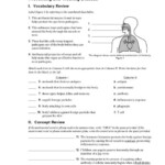 Lymphatic And Immune System Worksheet Answers Delehantygustafson