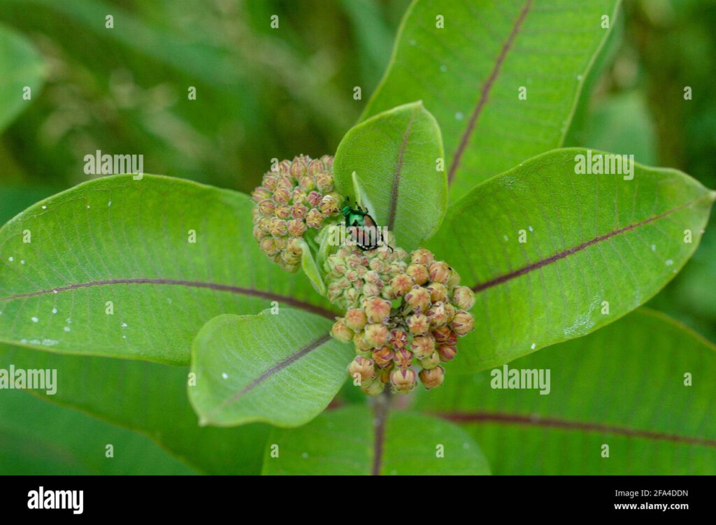 North American Common Milkweed Stock Photo Alamy