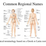 PPT Common Regional Names PowerPoint Presentation Free Download ID