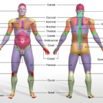 Regional Terms To Designate Specific Body Areas Let s Practise