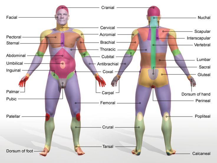 Regional Terms To Designate Specific Body Areas Let s Practise