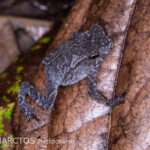 South American Common Toad Montane Form TREMARCTOS