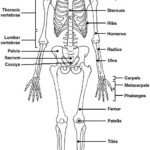 The Skeletal System Worksheet Answer Key The Best Worksheets Image