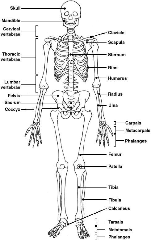 The Skeletal System Worksheet Answer Key The Best Worksheets Image